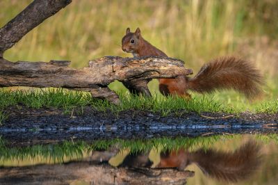 Eurasisches Eichhörnchen - Eichhörnchen / Red Squirrel