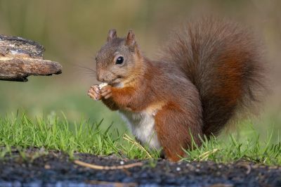 Eurasisches Eichhörnchen - Eichhörnchen / Red Squirrel