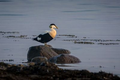 Eiderente (M) / Common Eider