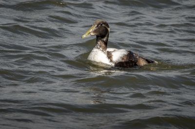 Eiderente (Immature) / Common Eider