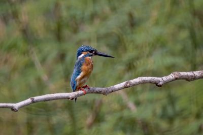 Eisvogel (M) / Common Kingfisher