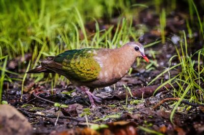 Grünflügeltaube - Glanzkäfertaube / Emerald Dove