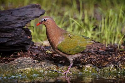 Grünflügeltaube - Glanzkäfertaube / Emerald Dove