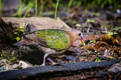 Grünflügeltaube - Glanzkäfertaube / Emerald Dove