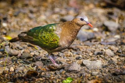 Grünflügeltaube - Glanzkäfertaube / Emerald Dove