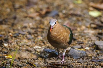 Grünflügeltaube - Glanzkäfertaube / Emerald Dove