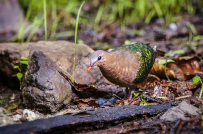 Grünflügeltaube - Glanzkäfertaube / Emerald Dove