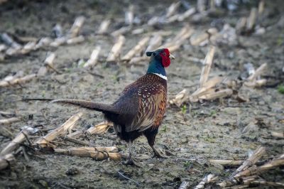 Fasan (M) / Common Pheasant