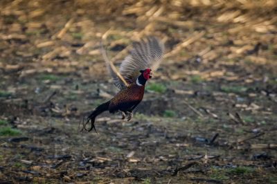 Fasan (M) / Common Pheasant