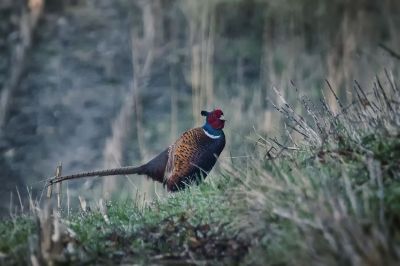 Fasan (M) / Common Pheasant