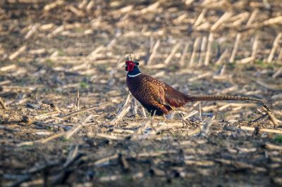 Fasan (M) / Common Pheasant