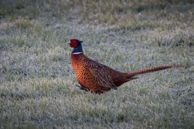 Fasan (M) / Common Pheasant