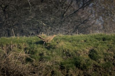 Fasan (W) / Common Pheasant