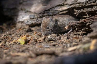 Rötelmaus / Bank Vole