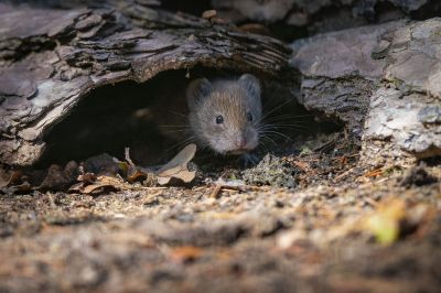 Rötelmaus / Bank Vole