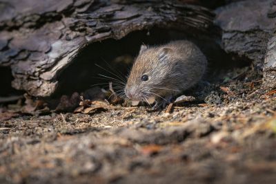 Rötelmaus / Bank Vole