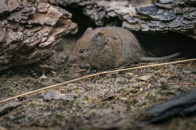 Rötelmaus / Bank Vole