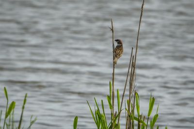 Feldsperling / Eurasian Tree Sparrow