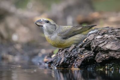 Fichtenkreuzschnabel (F) / Red Crossbill