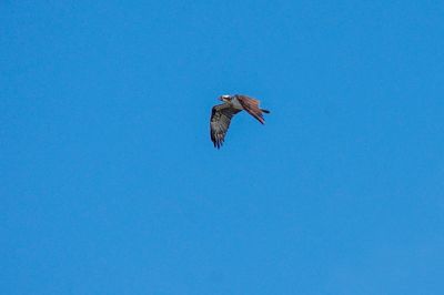 Fischadler / Osprey