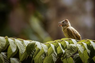 Gelbwangenbülbül / Flavescent Bulbul