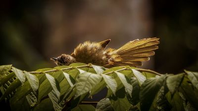 Gelbwangenbülbül / Flavescent Bulbul