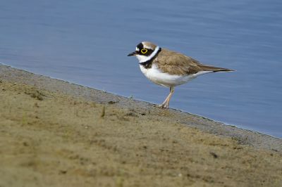 Flussregenpfeifer / Little Ringed Plover