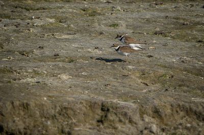 Flussregenpfeifer (Paarung) / Little Ringed Plover