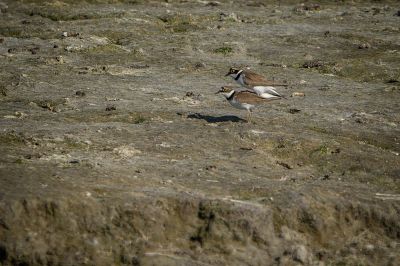 Flussregenpfeifer (Paarung) / Little Ringed Plover