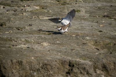 Flussregenpfeifer (Paarung) / Little Ringed Plover