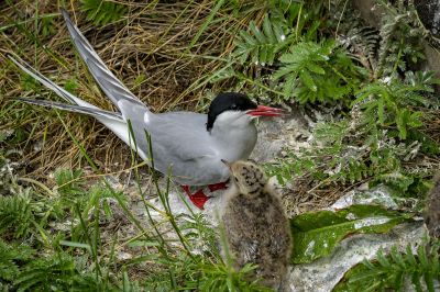 Flußseeschwalbe (Adult, Juv) / Common Tern