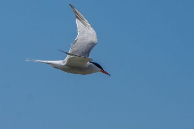 Flußseeschwalbe / Common Tern