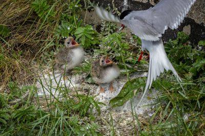 Flußseeschwalbe (Juv) / Common Tern