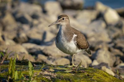 Flussuferläufer / Common Sandpiper