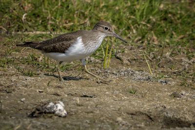 Flussuferläufer / Common Sandpiper