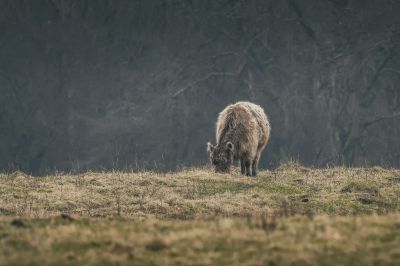 Galloway (W) / Galloway Cattle