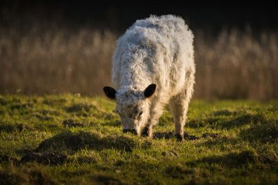 Galloway (J) / Galloway Cattle