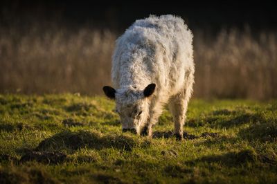 Galloway (J) / Galloway Cattle