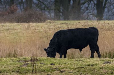 Galloway (M) / Galloway Cattle