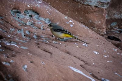 Gebirgsstelze / Grey Wagtail