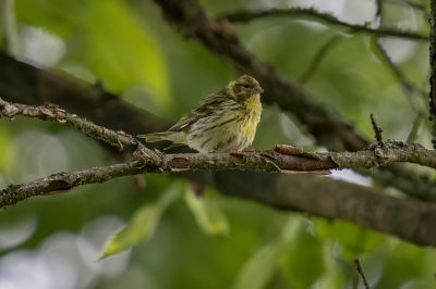 Girlitz / European Serin