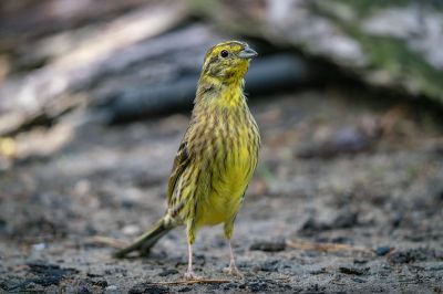 Goldammer (M) / Yellowhammer