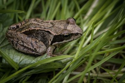 Grasfrosch / Common Frog