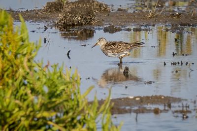 Graubruststrandläufer / Pectoral Sandpiper