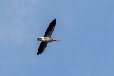 Graugans / Greylag Goose