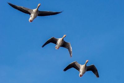 Graugans / Greylag Goose