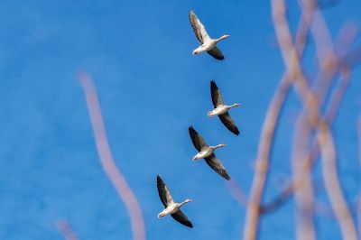 Graugans / Greylag Goose