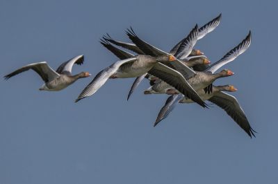 Graugans / Greylag Goose