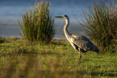 Graureiher / Grey Heron