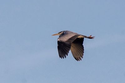 Graureiher / Grey Heron